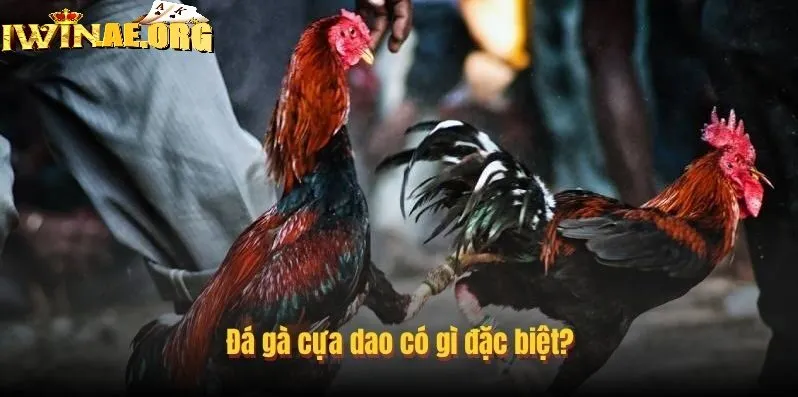 Sự đa dạng về giống linh kê Đá Gà Cựa Dao Iwin