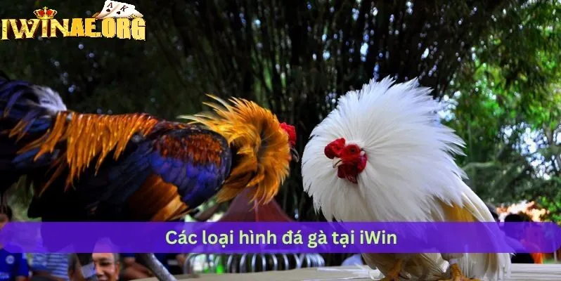 Thiên đường đá gà trực tuyến tại Iwin