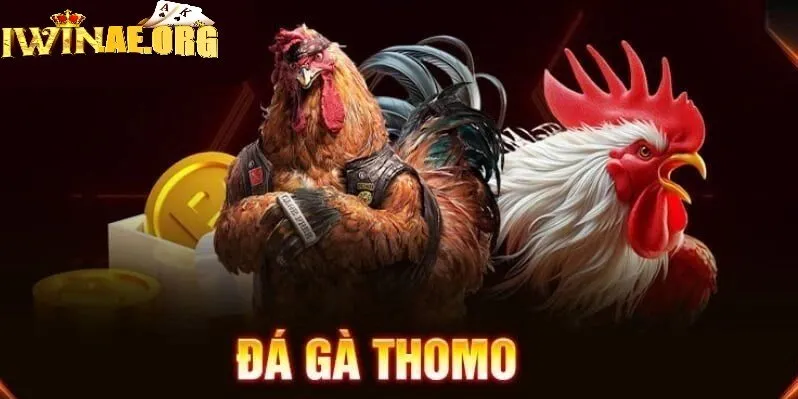 Đá Gà Thomo Iwin