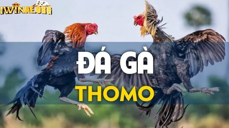 Đa dạng trận đá kê Thomo