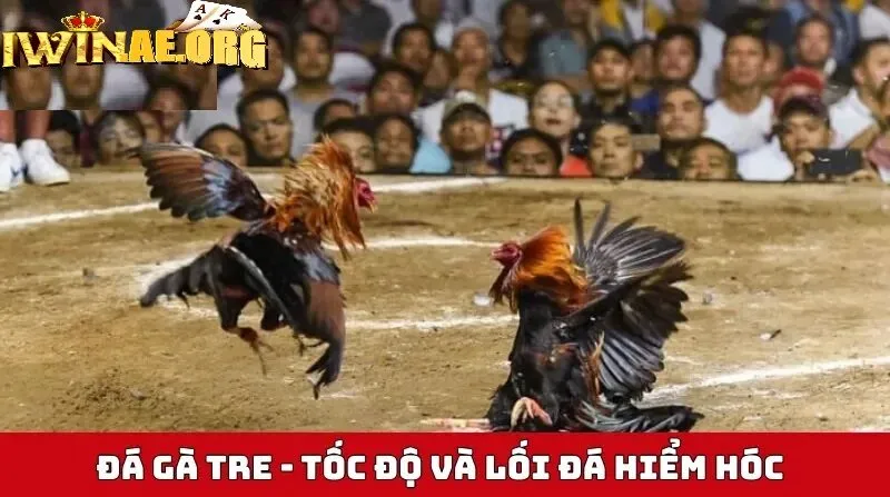 Giá trị kinh tế và văn hóa của Đá Gà Tre Iwin